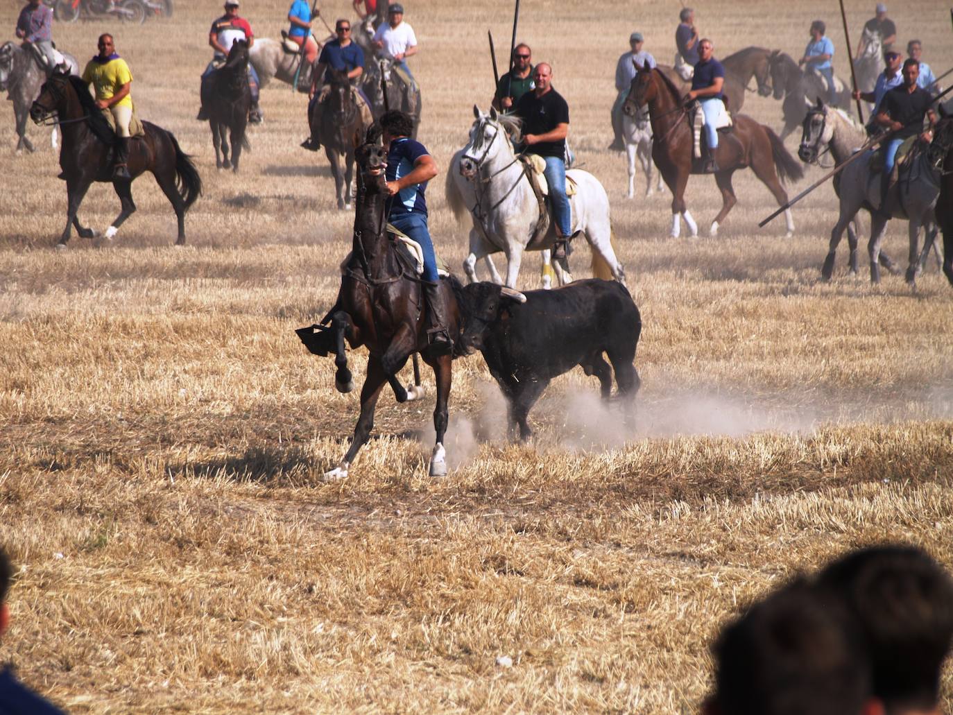 El encierro campero en Íscar, en imágenes