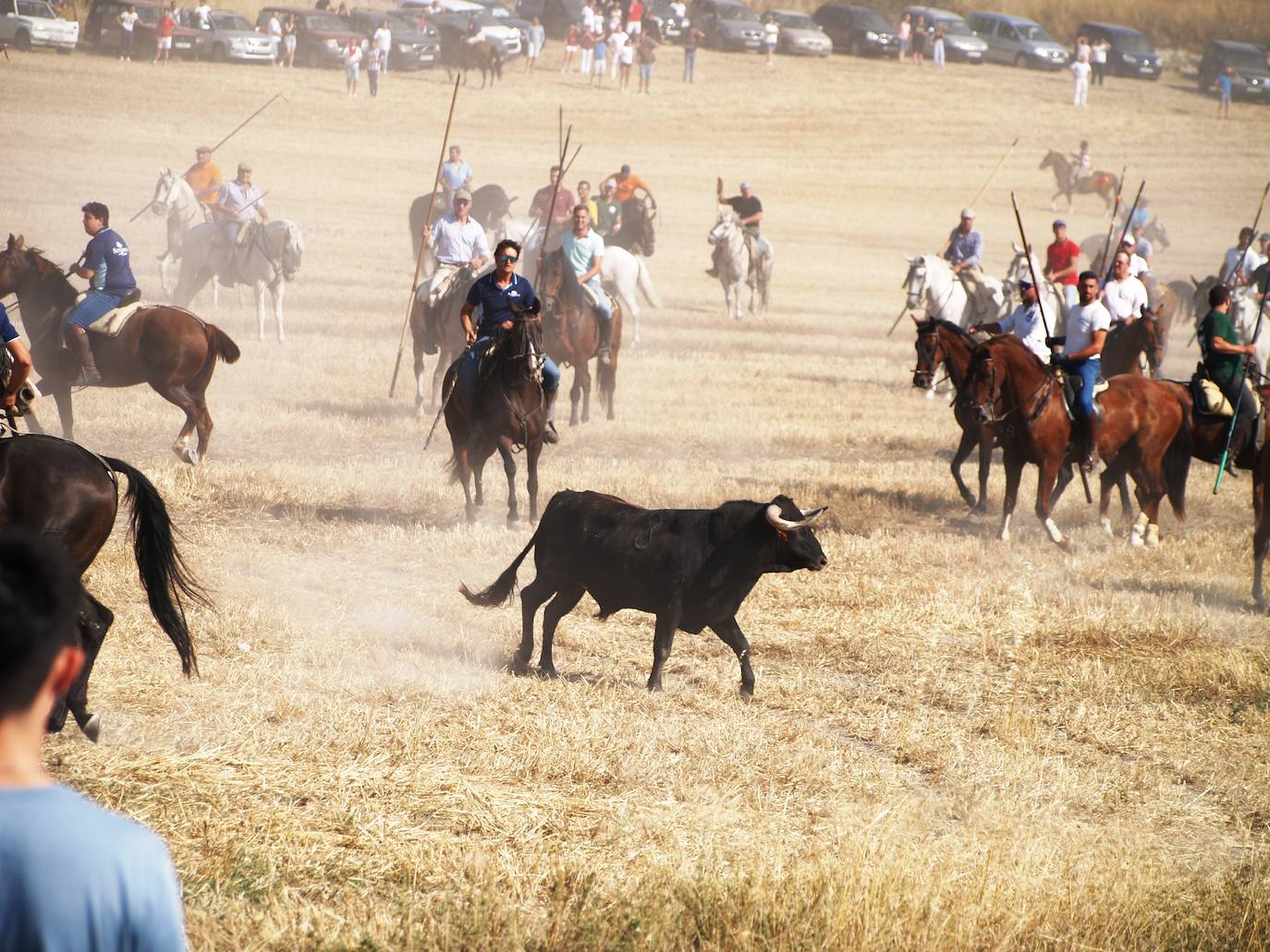 El encierro campero en Íscar, en imágenes