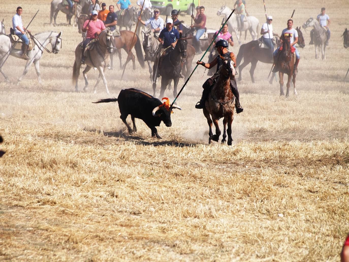 El encierro campero en Íscar, en imágenes