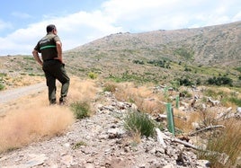 Un agente medioambiental observa los árboles plantados para la reforestación de la sierra en La Granja, hace unos días.