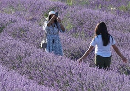 Dos turistas hacen una foto en un campo de lavandas de Tiedra.