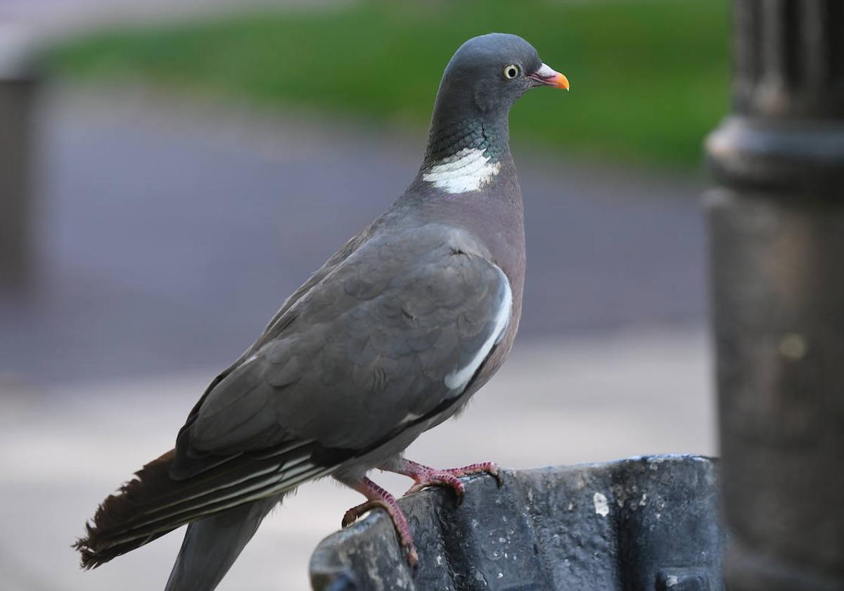 Un ejemplar de paloma torcaz en una fuente de la plaza de San Juan.