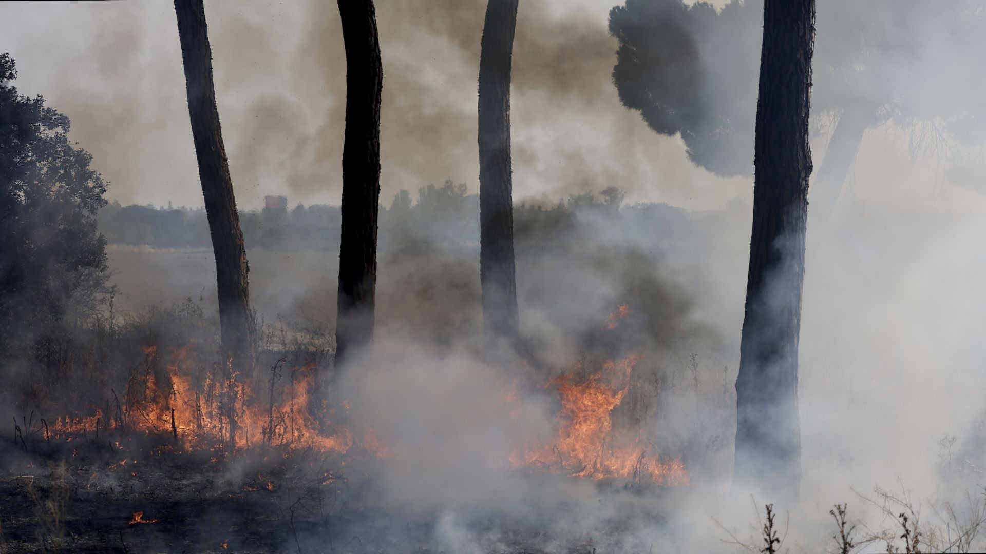 El nuevo incendio en Pinar de Jalón, en imágenes