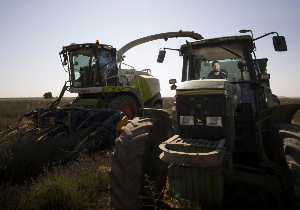 Imagen principal - Picadora y tractor para la siega de la lavanda que manejan Iván Prieto y Manuel Ángel Martín, respectivamente, en Tiedra. Debajo, el agricultor Alberto Villaescusa.