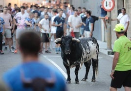 Encierro celebrado en Tudela de Duero con motivo de la festividad de San Roque, el pasado mes de julio.