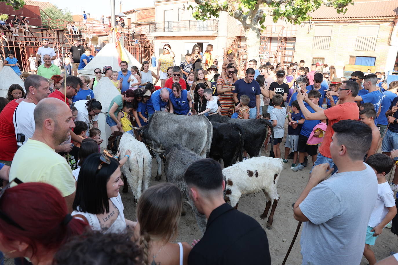 Los festejos taurinos de Castrejón de Trabancos, en imágenes