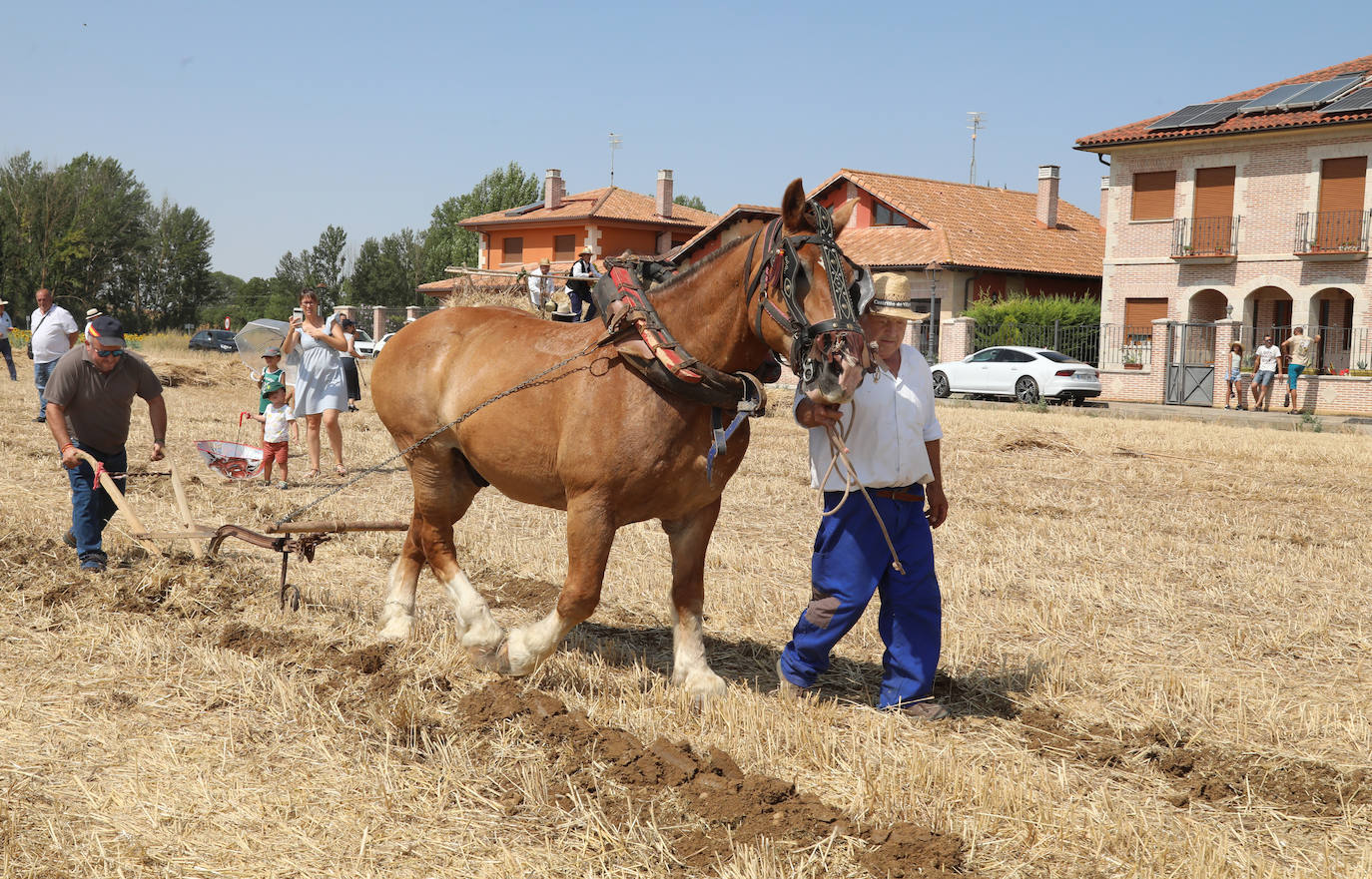 La Fiesta de la Trilla honra la vida de antes en Castrillo de Villavega