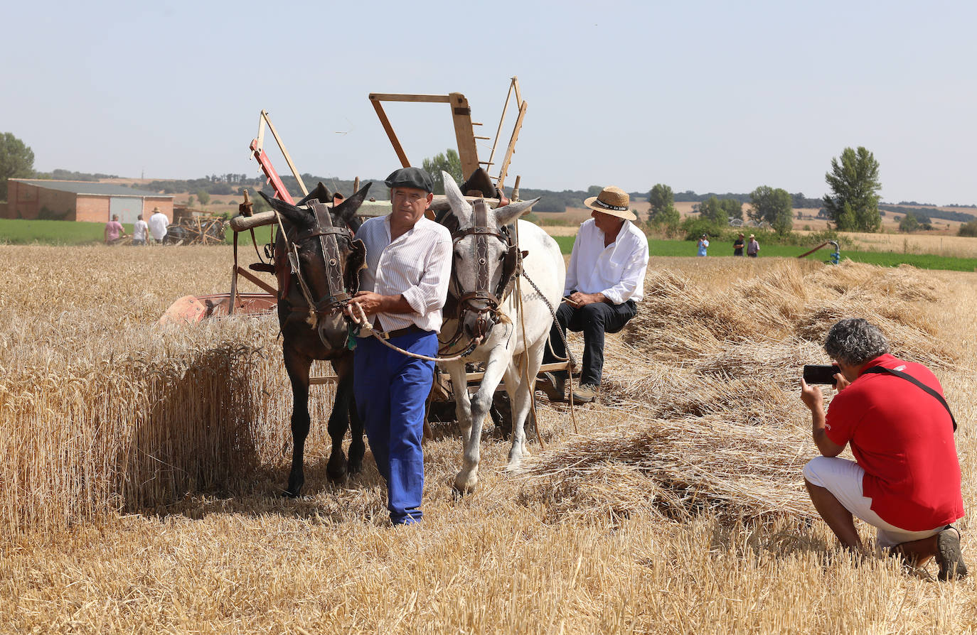 La Fiesta de la Trilla honra la vida de antes en Castrillo de Villavega