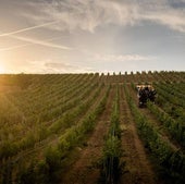 La vendimia regresa a su cauce habitual de septiembre aunque el calor mermará la producción