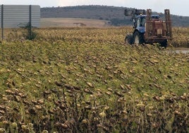 Un tractor realiza labores agrícolas junto a una parcela sembrada con girasoles.