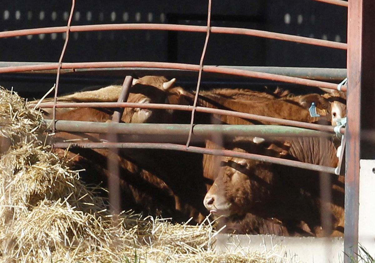 Vacas en una explotación ganadera de la provincia de Segovia.