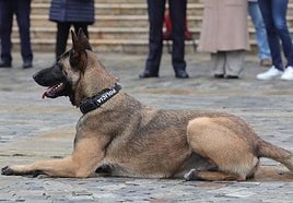 Perro de la Unidad Canina de la Policía Local de Palencia.