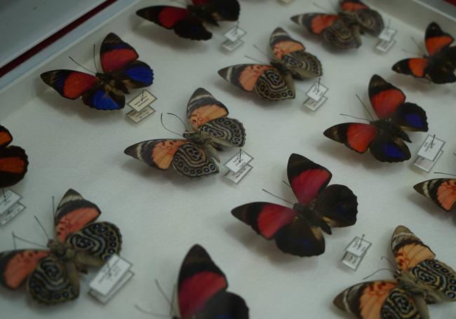 Todas las mariposas están catalogadas con el nombre científico, el lugar de procedencia y el año en el que fueron capturadas.