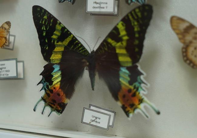 La urania, una mariposa de Madagascar que tienen unos colores intensos que contrastan con el negro de sus alas.