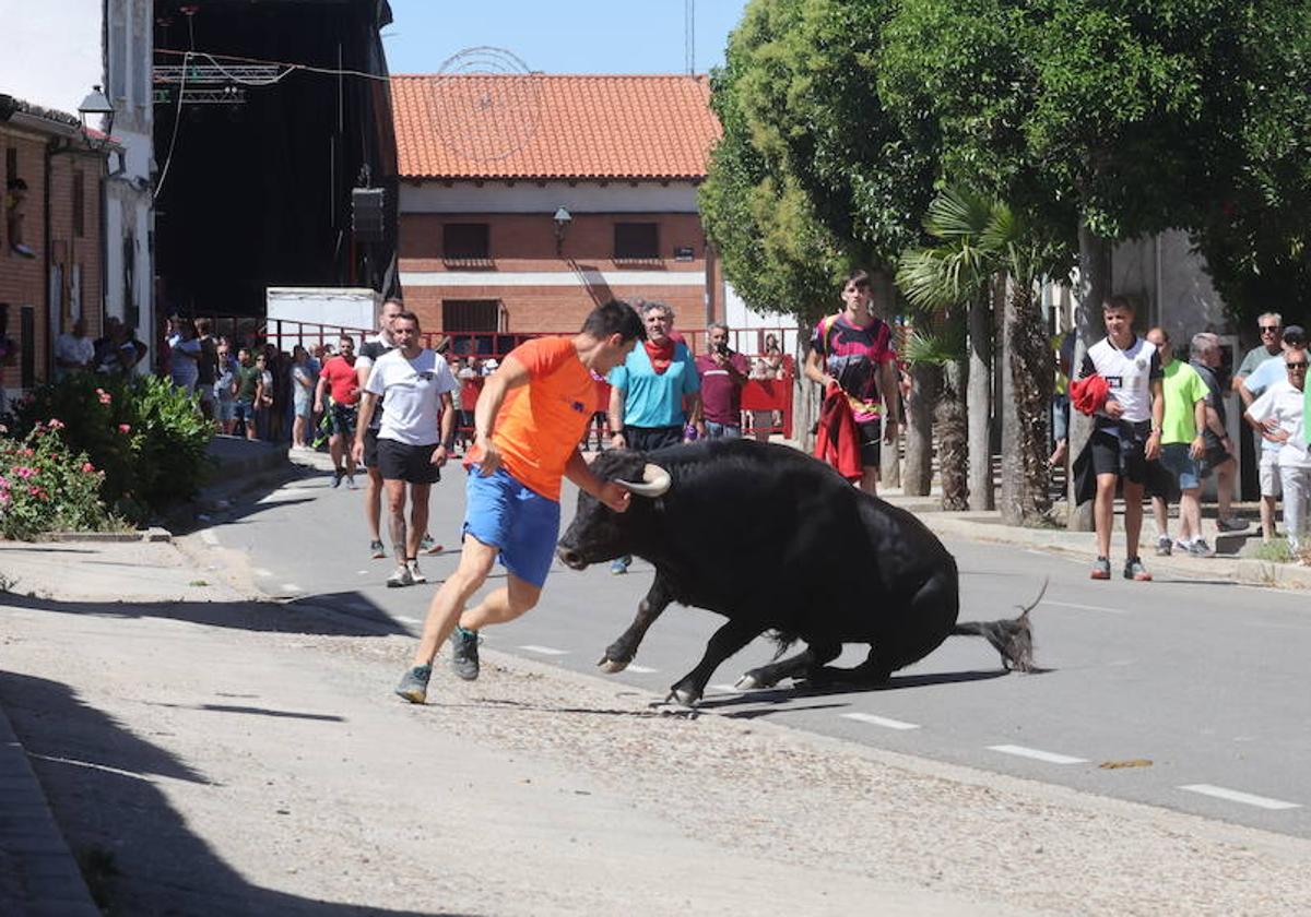 El encierro del Toro de la Bazanca, en imágenes