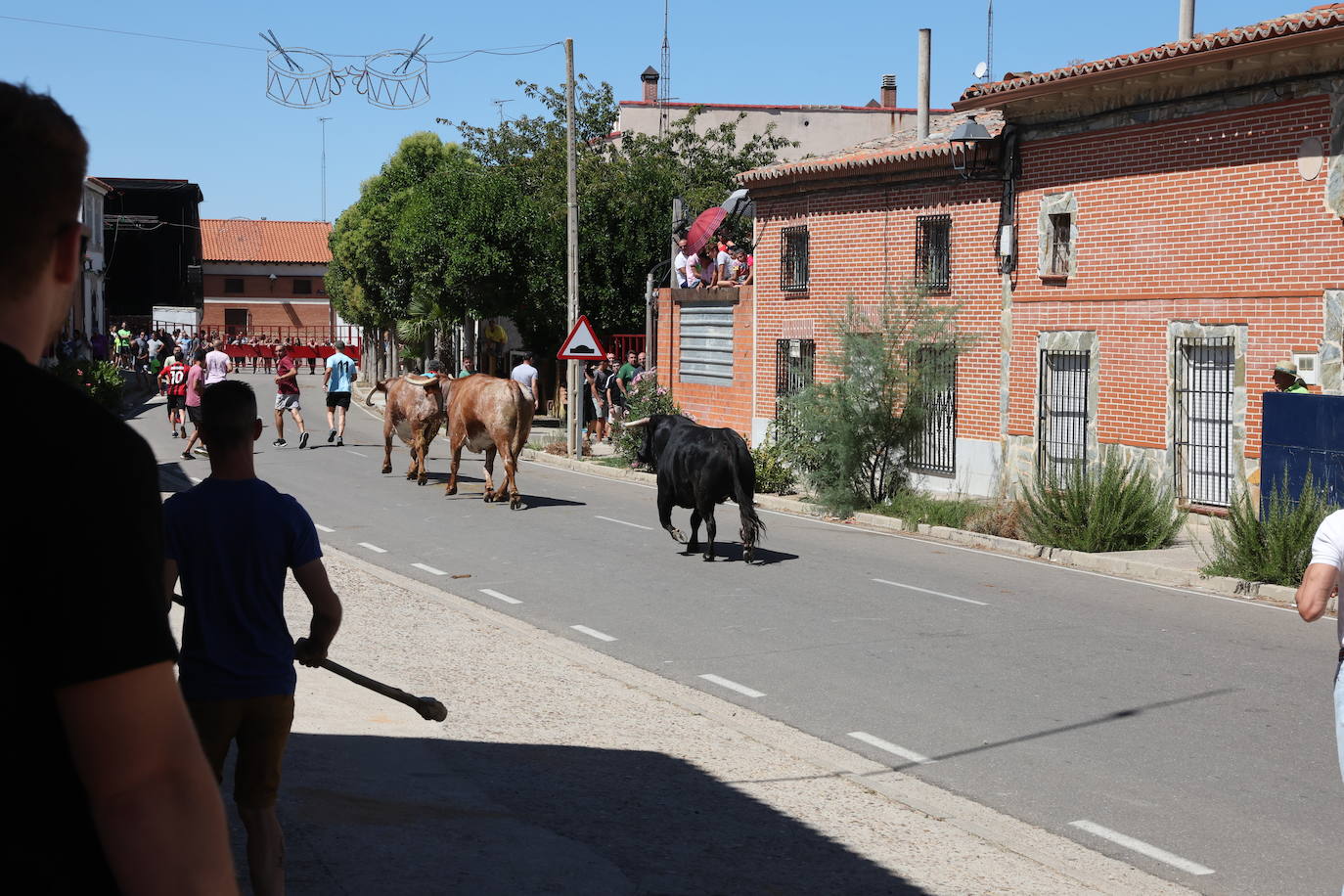 El encierro del Toro de la Bazanca, en imágenes