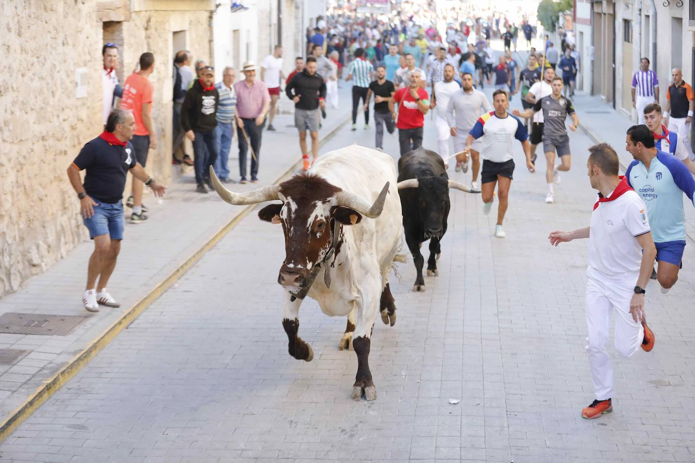 El primer encierro y la capea de Peñafiel, en imágenes