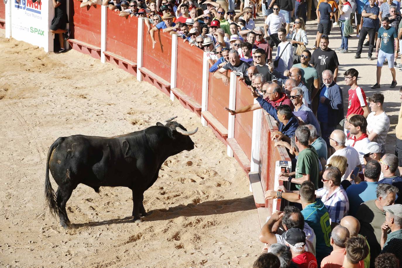 El primer encierro y la capea de Peñafiel, en imágenes