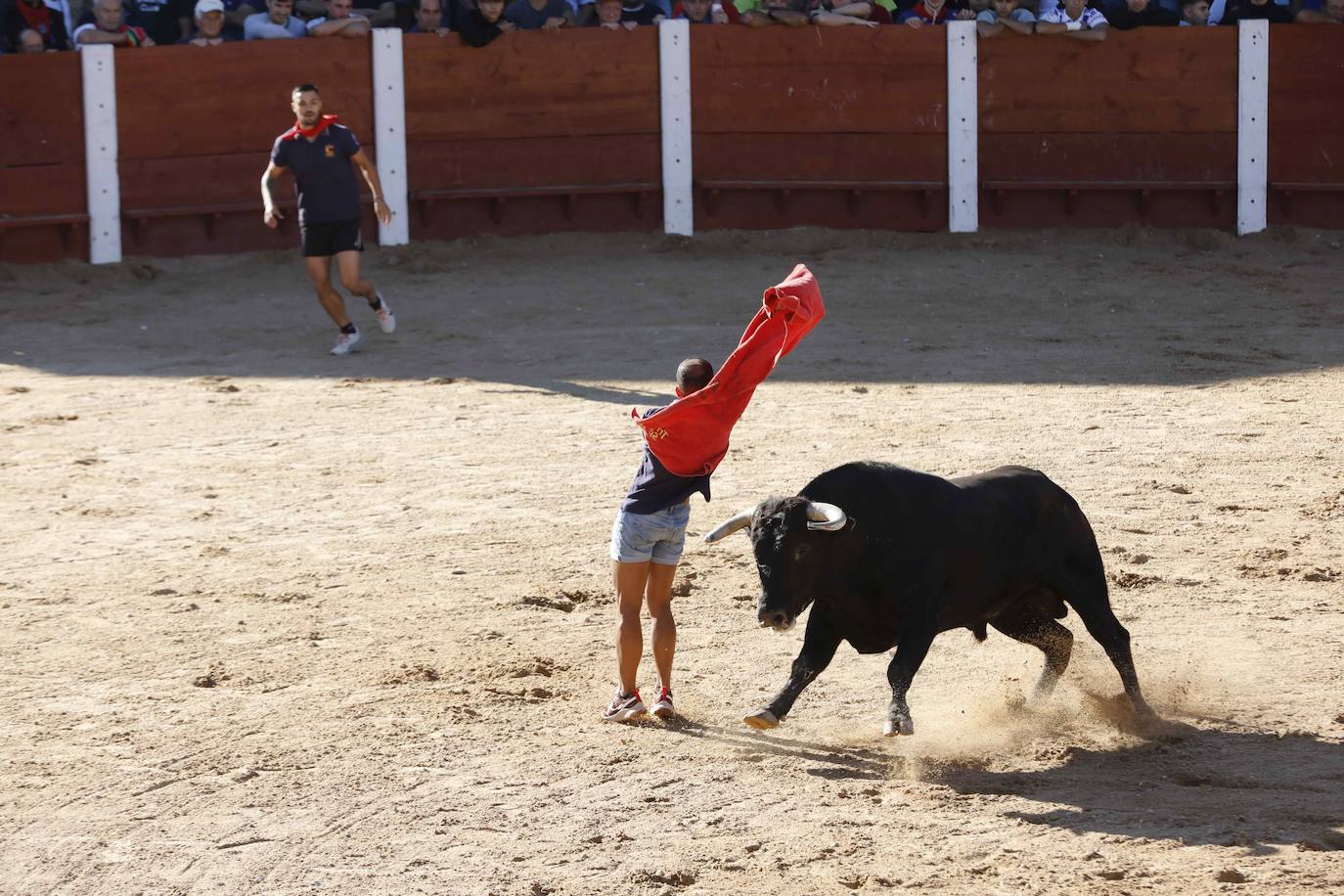 El primer encierro y la capea de Peñafiel, en imágenes