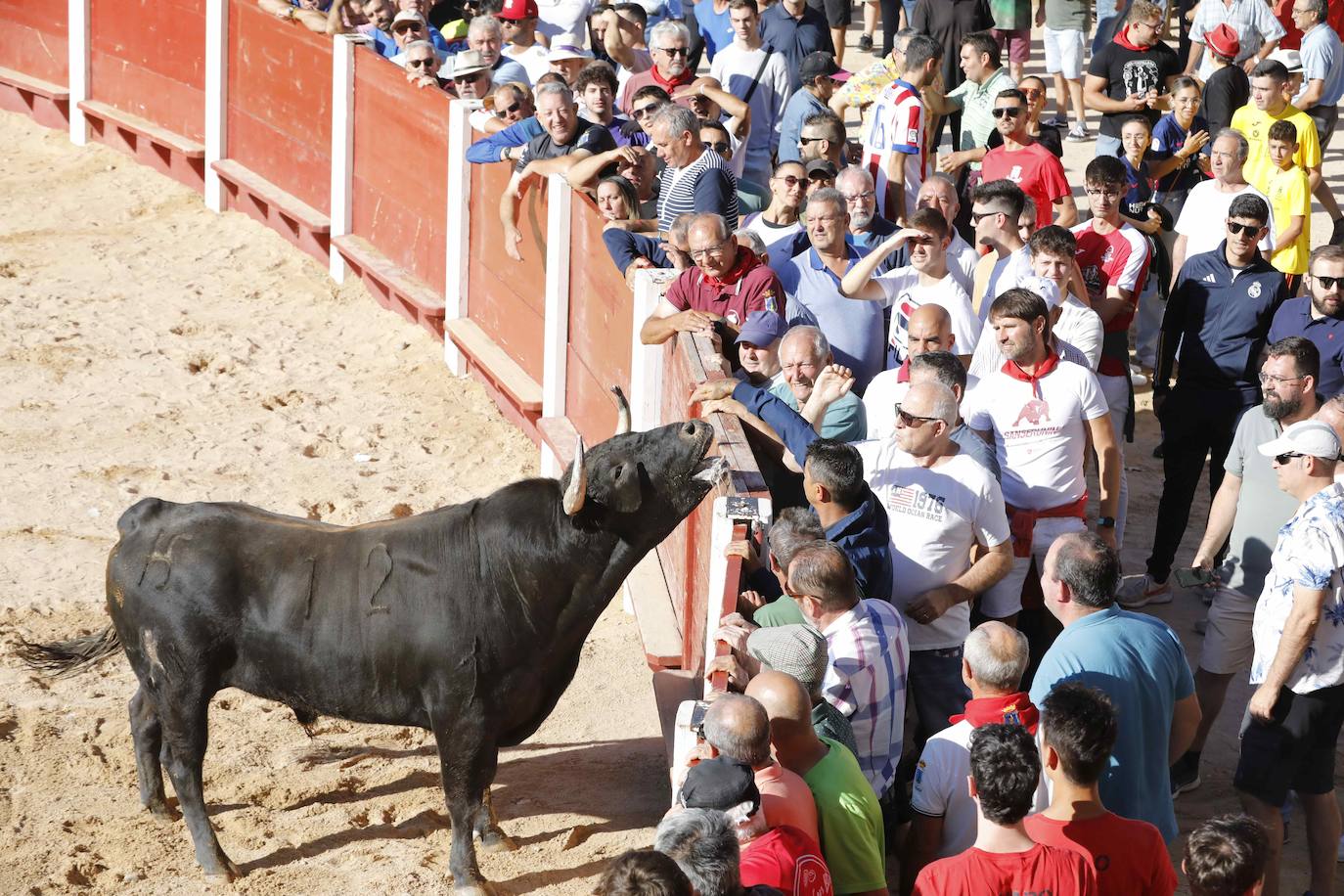 El primer encierro y la capea de Peñafiel, en imágenes