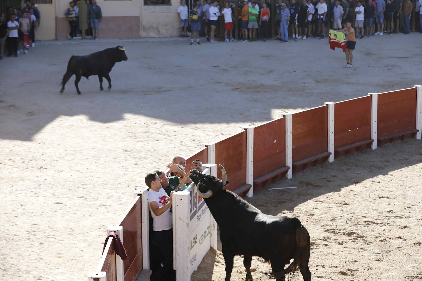 El primer encierro y la capea de Peñafiel, en imágenes