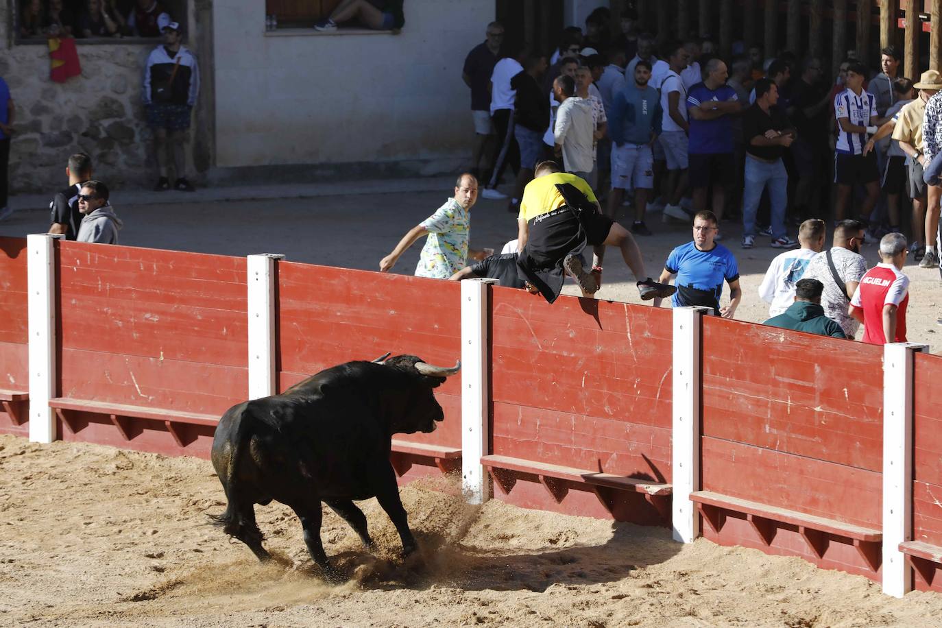 El primer encierro y la capea de Peñafiel, en imágenes