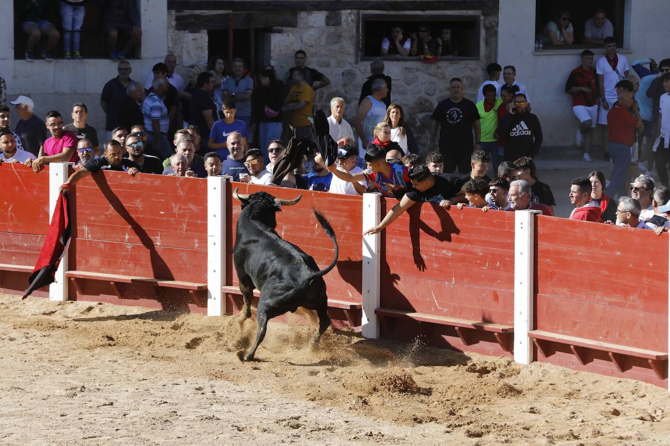 El primer encierro y la capea de Peñafiel, en imágenes