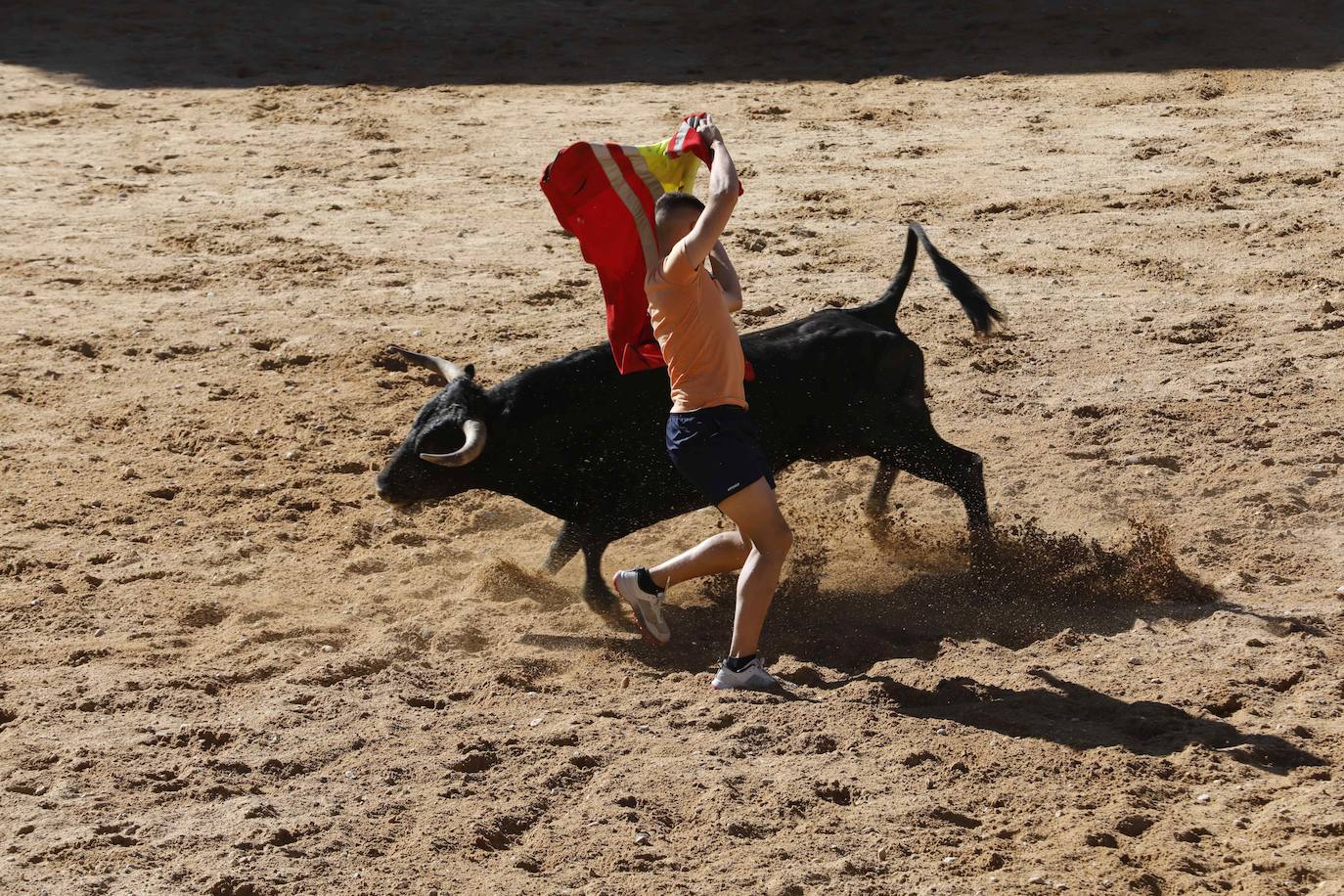 El primer encierro y la capea de Peñafiel, en imágenes