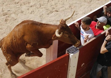 El primer encierro y la capea de Peñafiel, en imágenes