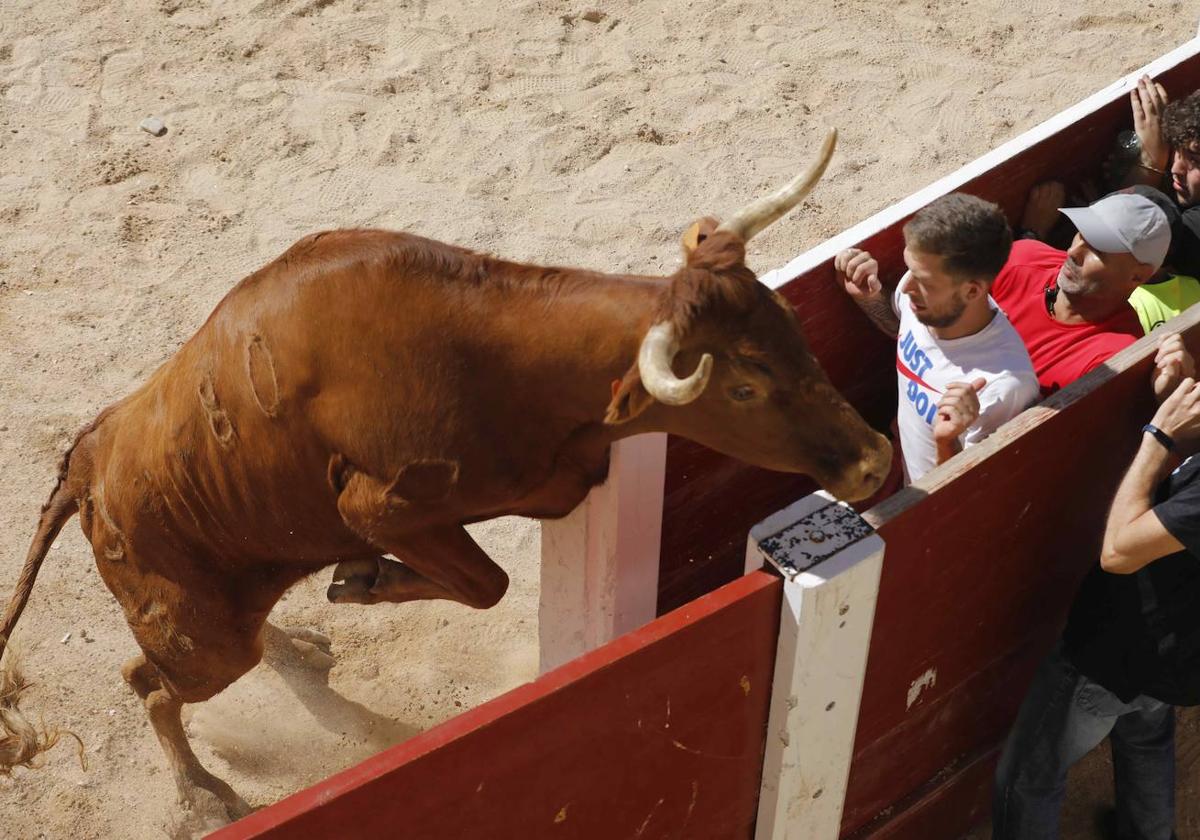 El primer encierro y la capea de Peñafiel, en imágenes