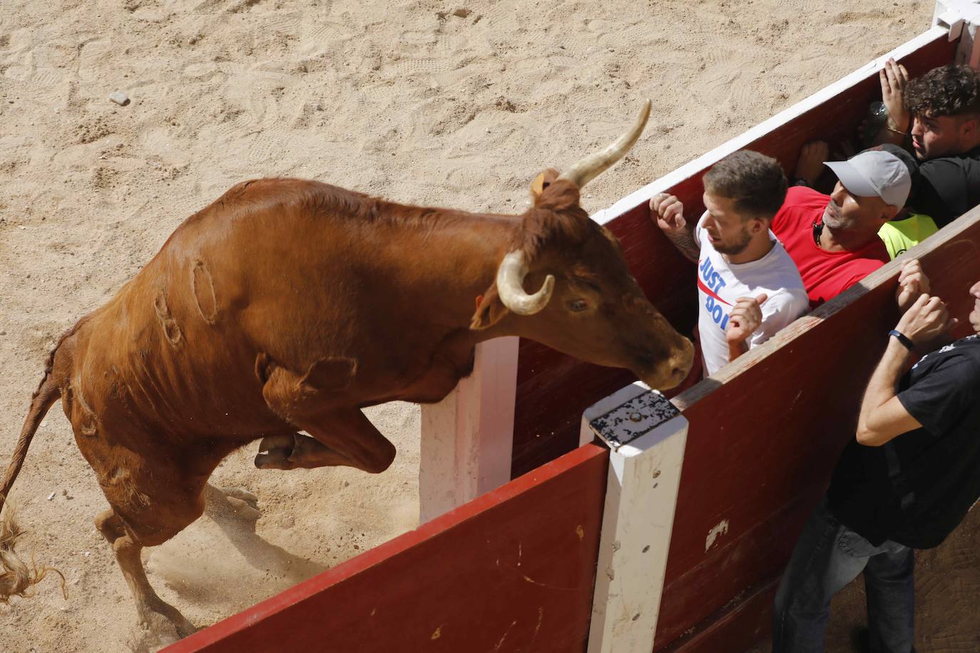 El primer encierro y la capea de Peñafiel, en imágenes