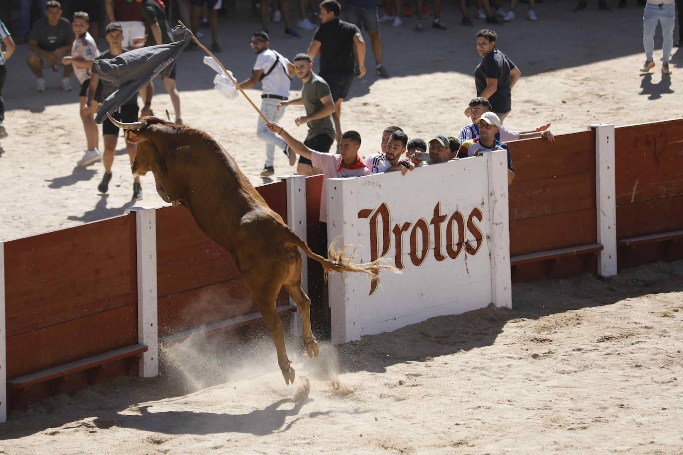 El primer encierro y la capea de Peñafiel, en imágenes