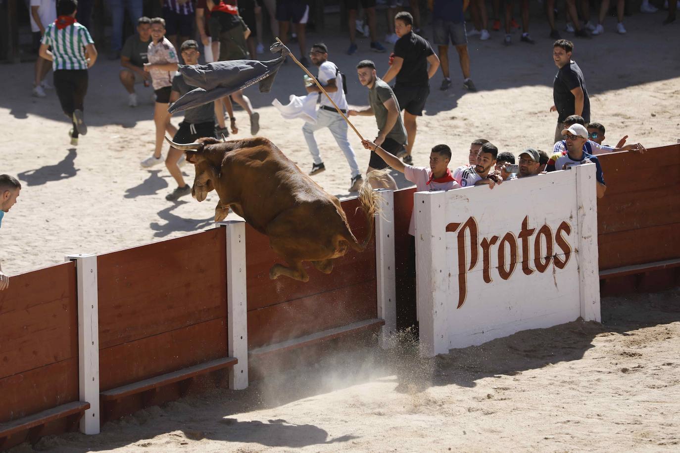 El primer encierro y la capea de Peñafiel, en imágenes