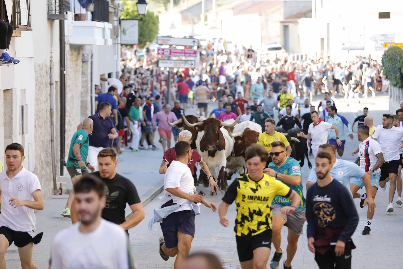 El primer encierro y la capea de Peñafiel, en imágenes