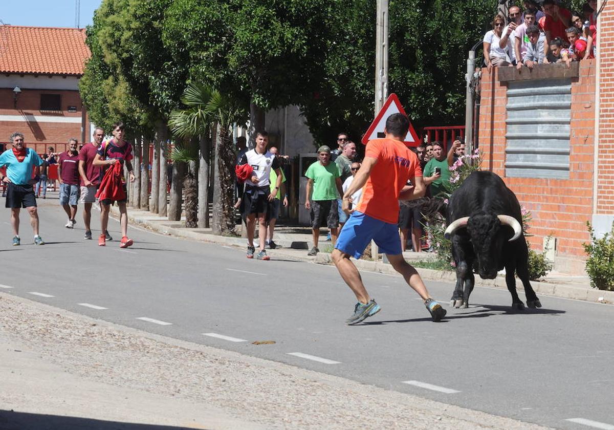 Una imagen del Toro de la Bazaca 2024.