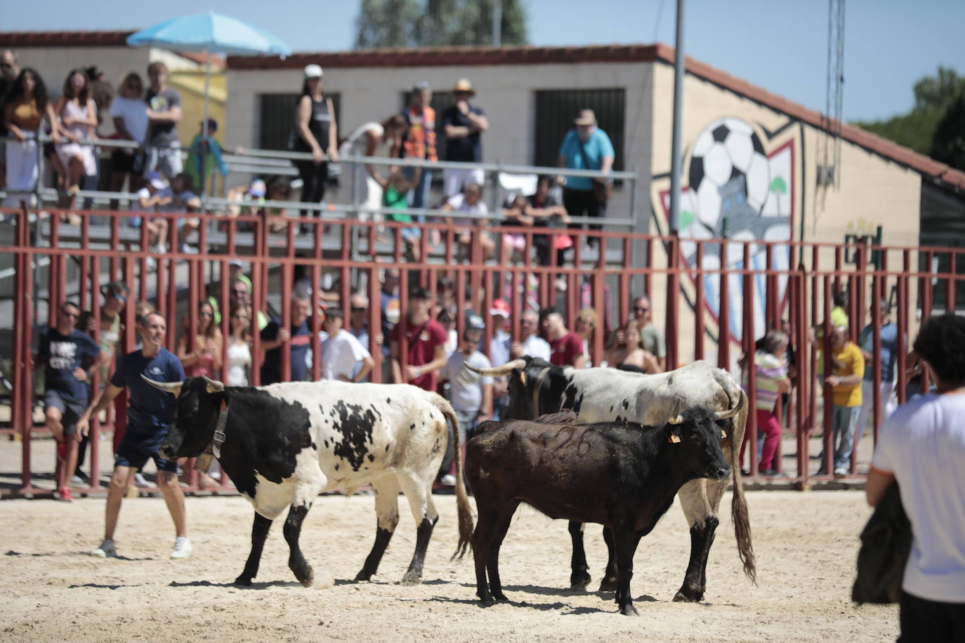 La mañana festiva y taurina de Viana de Cega, en imágenes