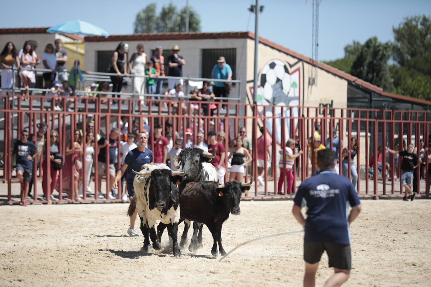 La mañana festiva y taurina de Viana de Cega, en imágenes