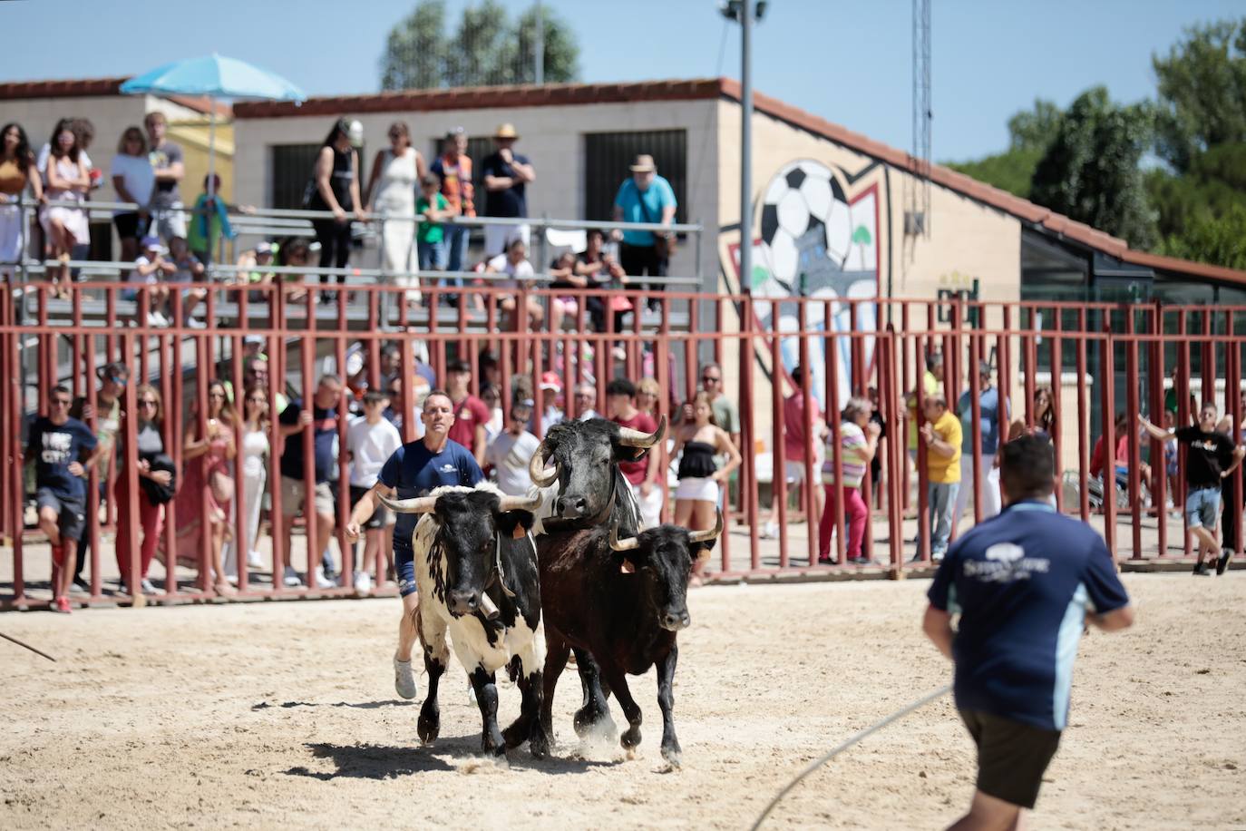 La mañana festiva y taurina de Viana de Cega, en imágenes