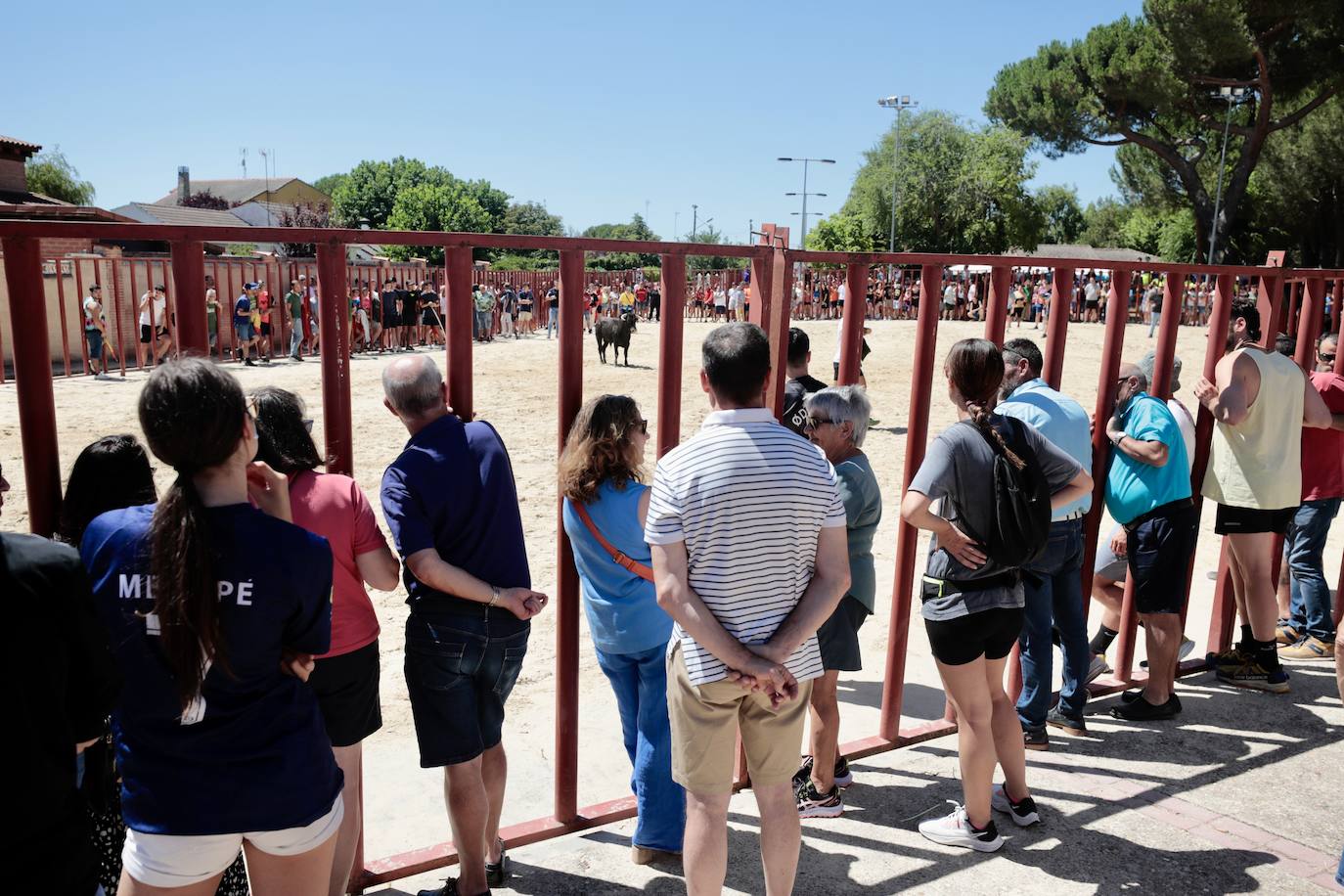 La mañana festiva y taurina de Viana de Cega, en imágenes