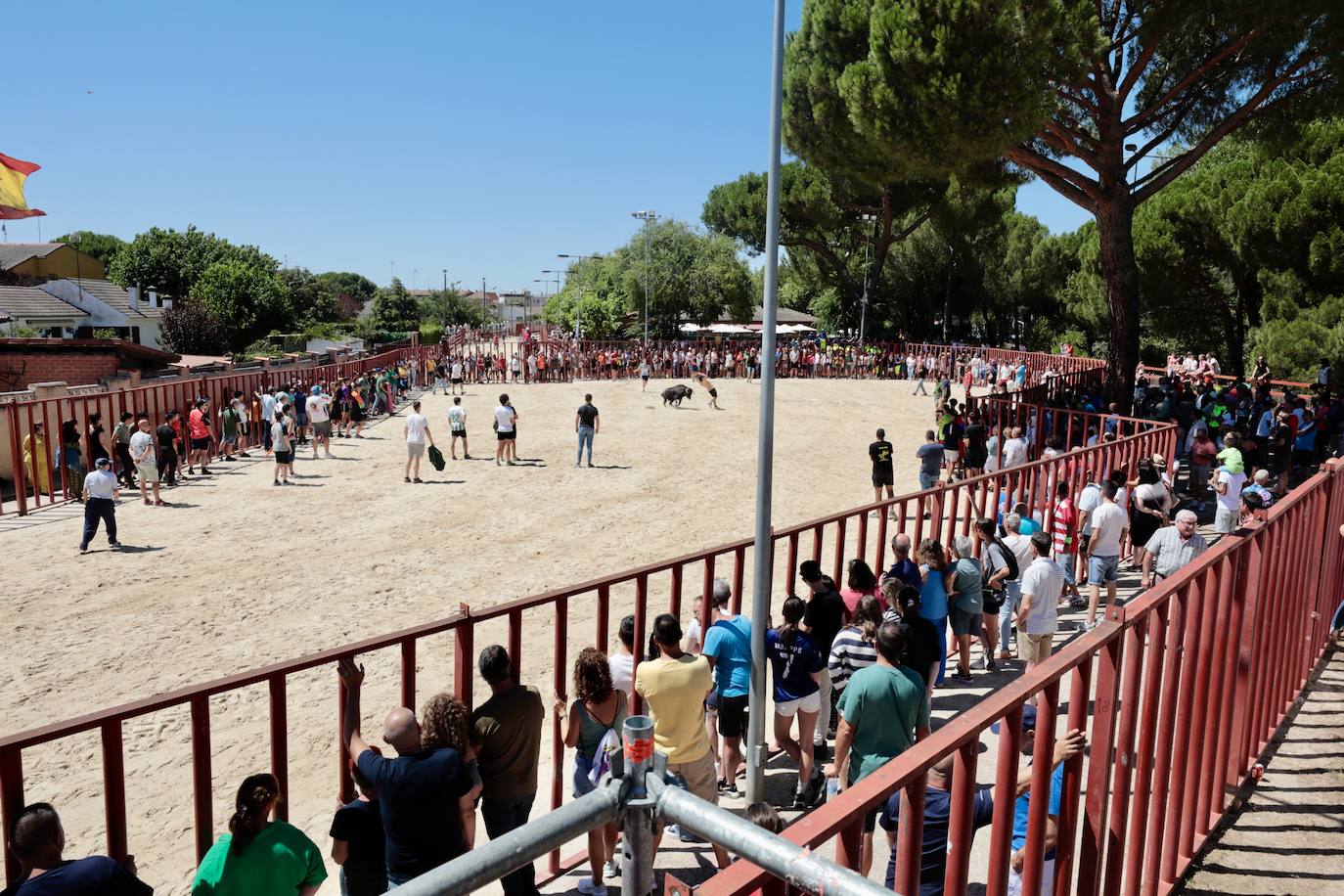 La mañana festiva y taurina de Viana de Cega, en imágenes