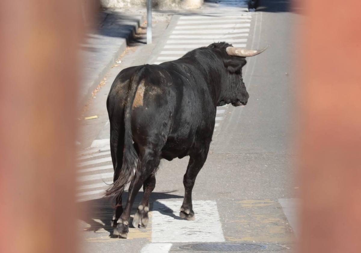 El Toro del Alba de Tudela de Duero, en imágenes