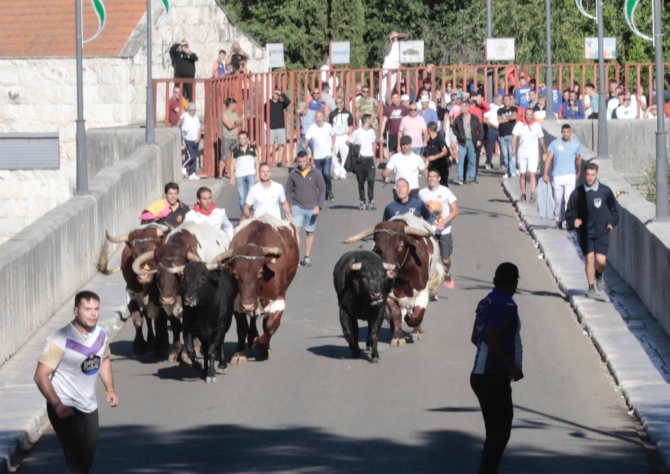 El Toro del Alba de Tudela de Duero, en imágenes