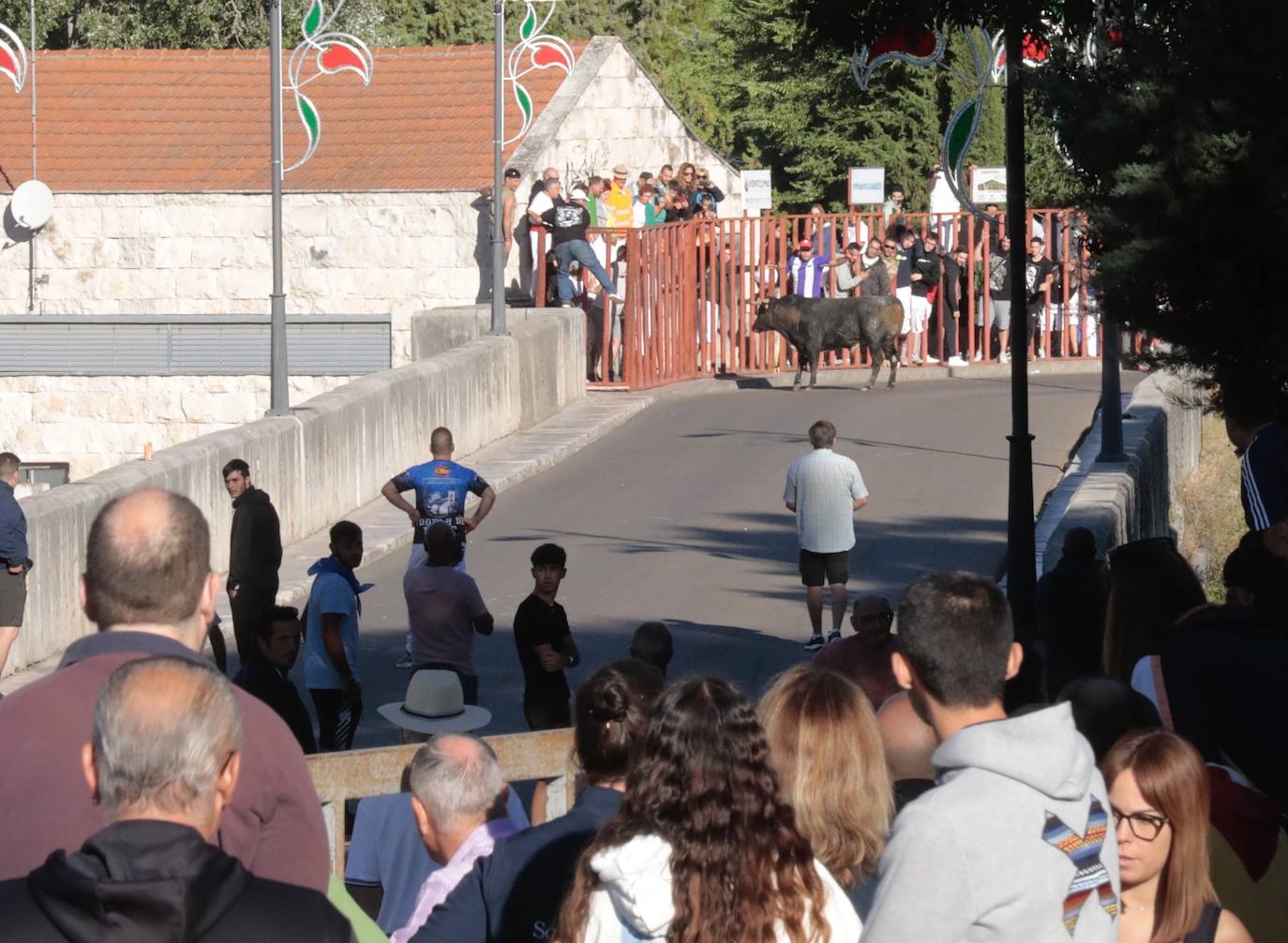 El Toro del Alba de Tudela de Duero, en imágenes