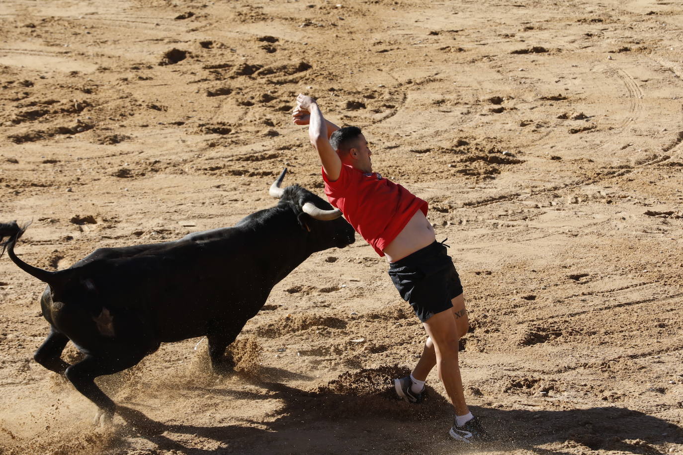 La mañana taurina de Peñafiel, en imágenes