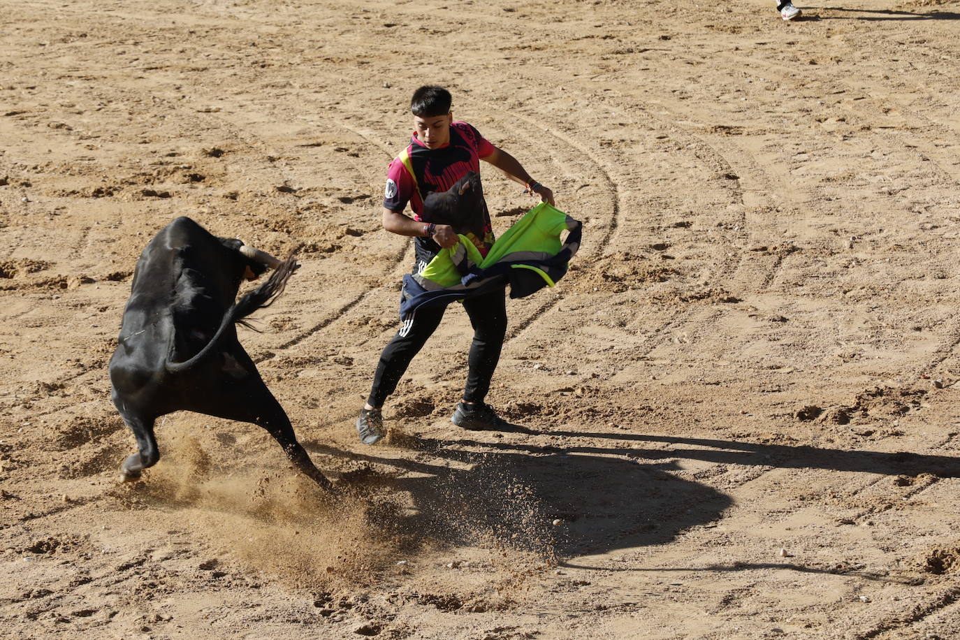 La mañana taurina de Peñafiel, en imágenes