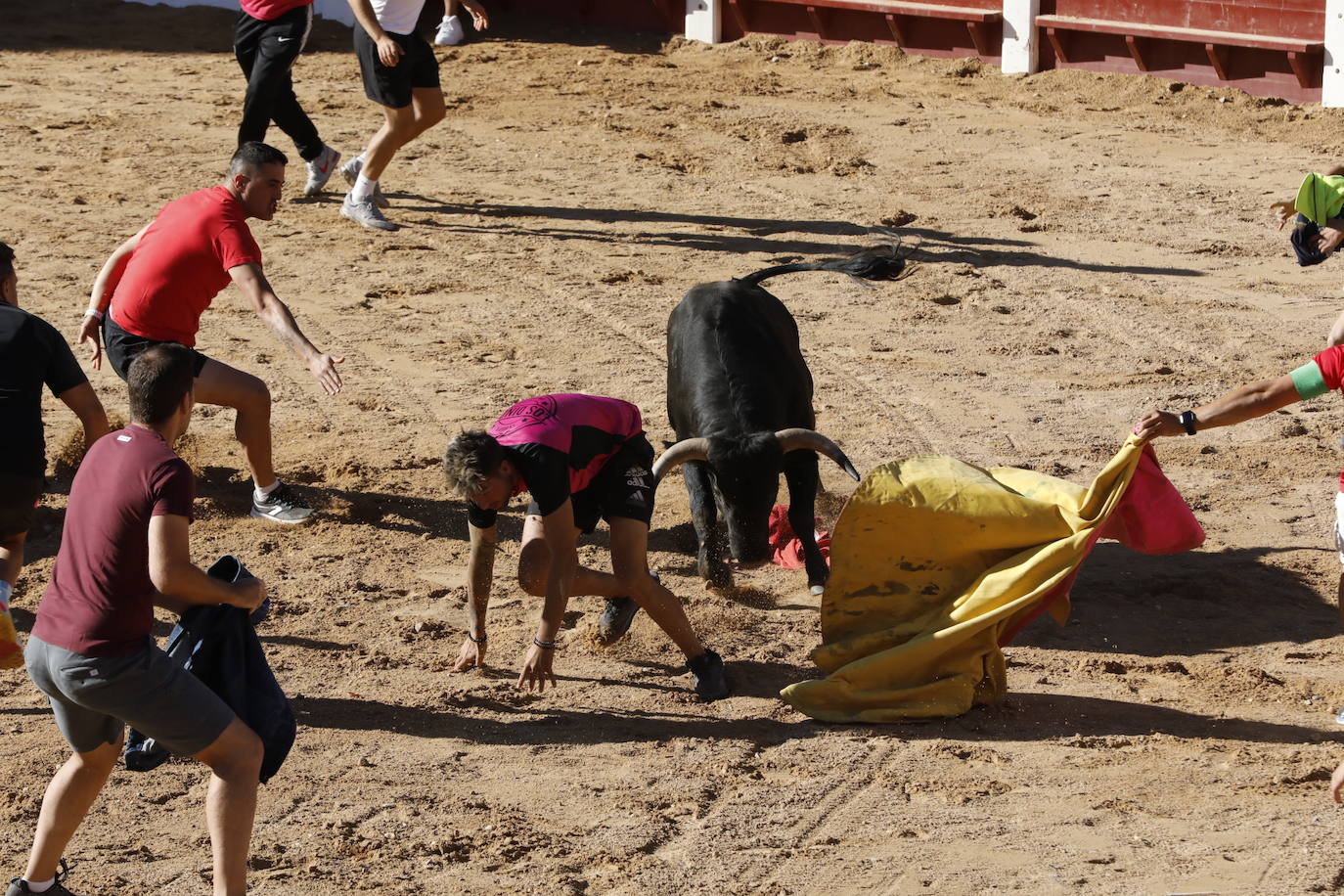 La mañana taurina de Peñafiel, en imágenes