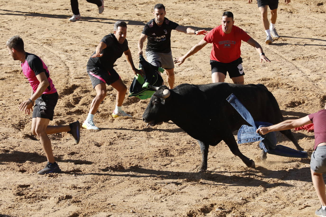 La mañana taurina de Peñafiel, en imágenes