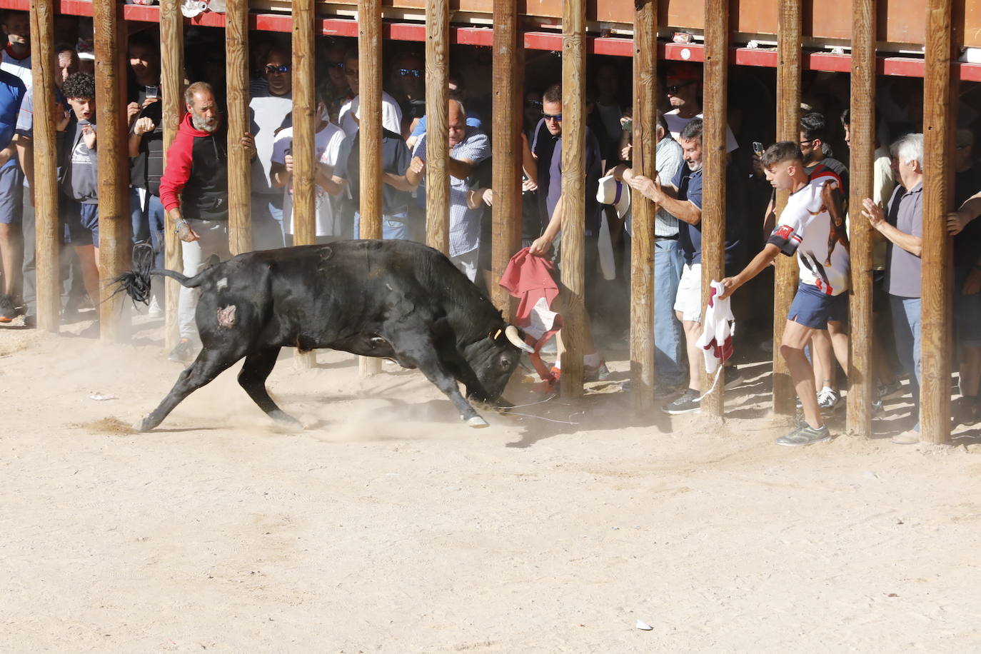 La mañana taurina de Peñafiel, en imágenes