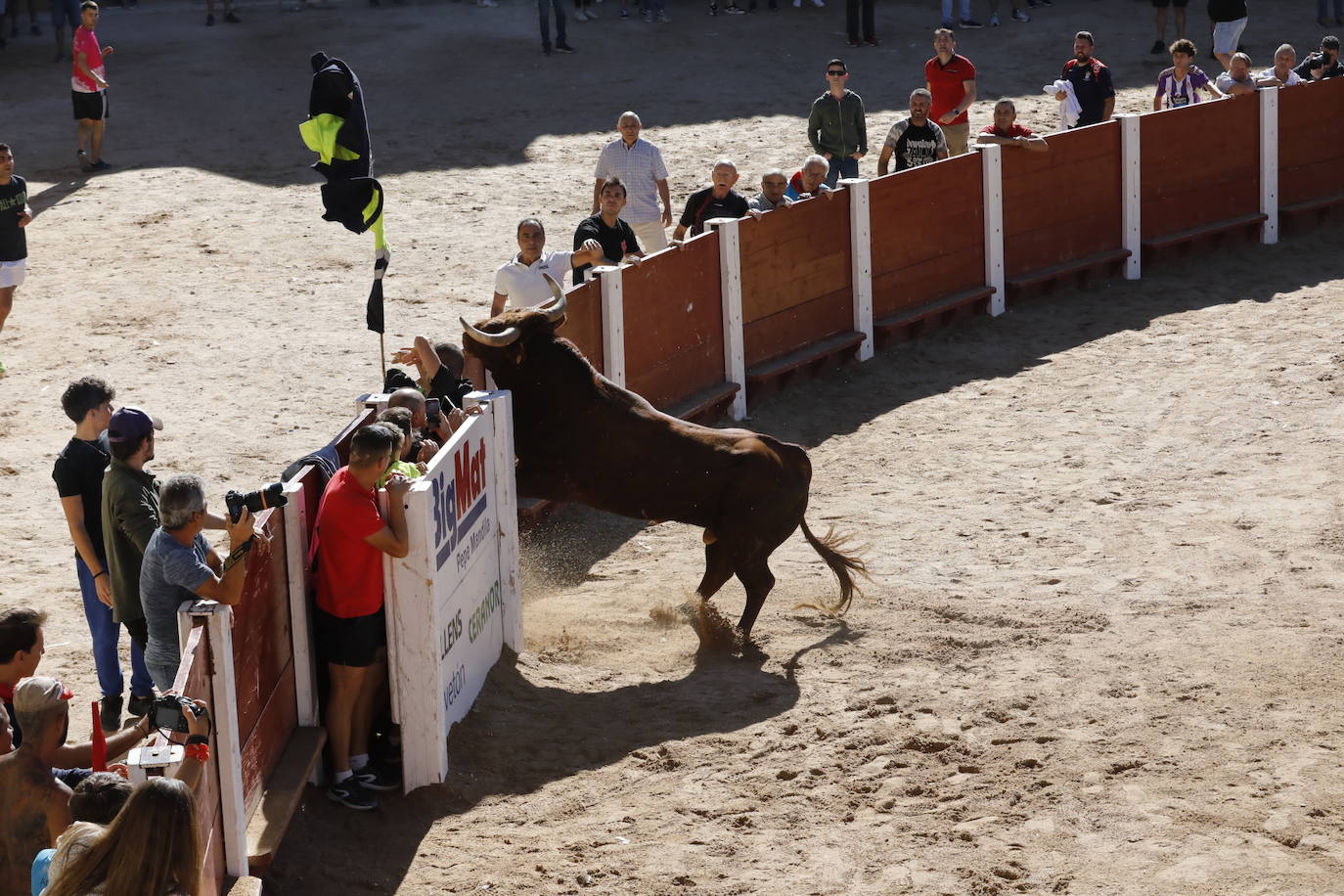 La mañana taurina de Peñafiel, en imágenes