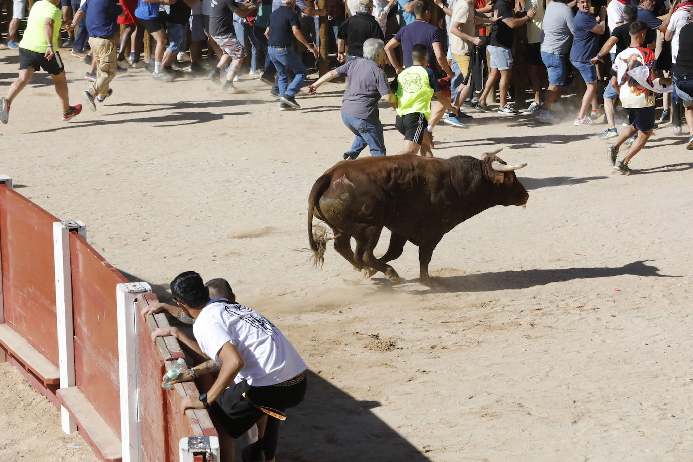 La mañana taurina de Peñafiel, en imágenes